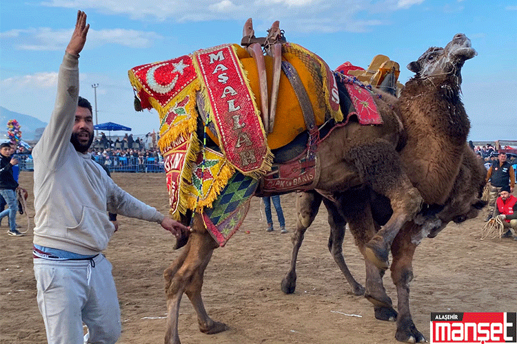 alaşehir deve güreşi festivali