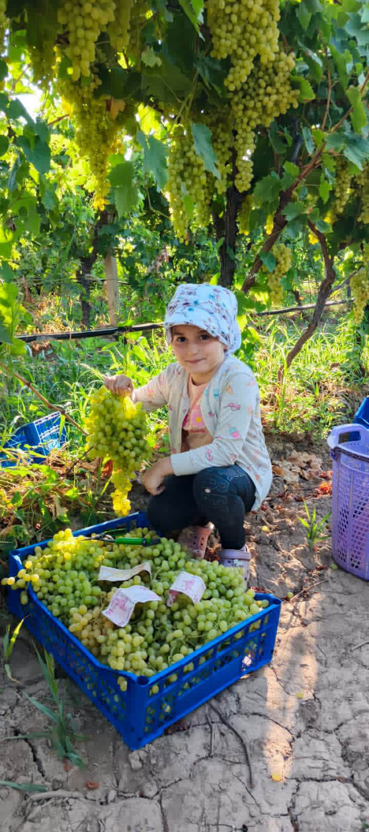 Üzüm fiyatları 