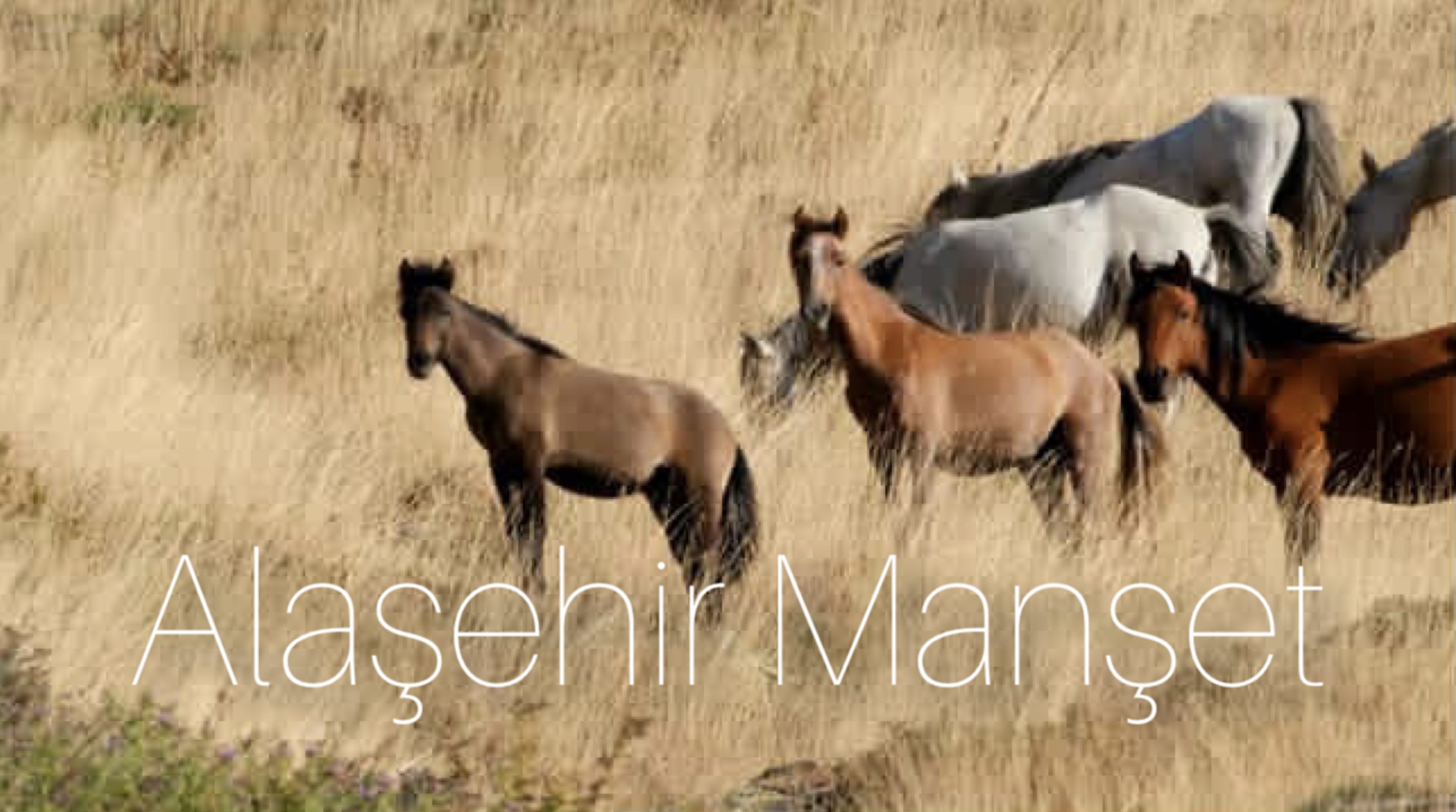 Alaşehir yılkı atları 