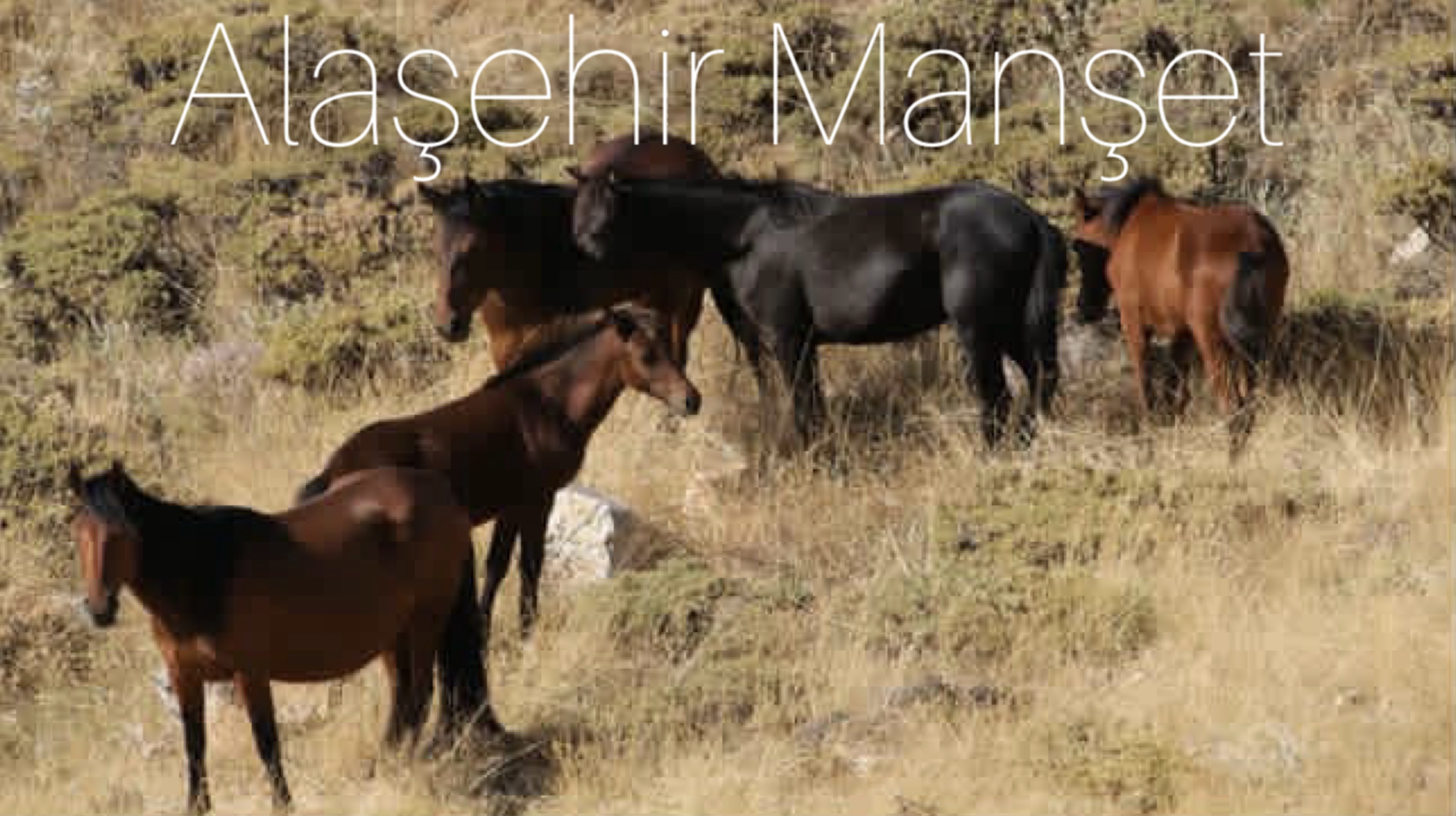 Manisa yılkı atları 
