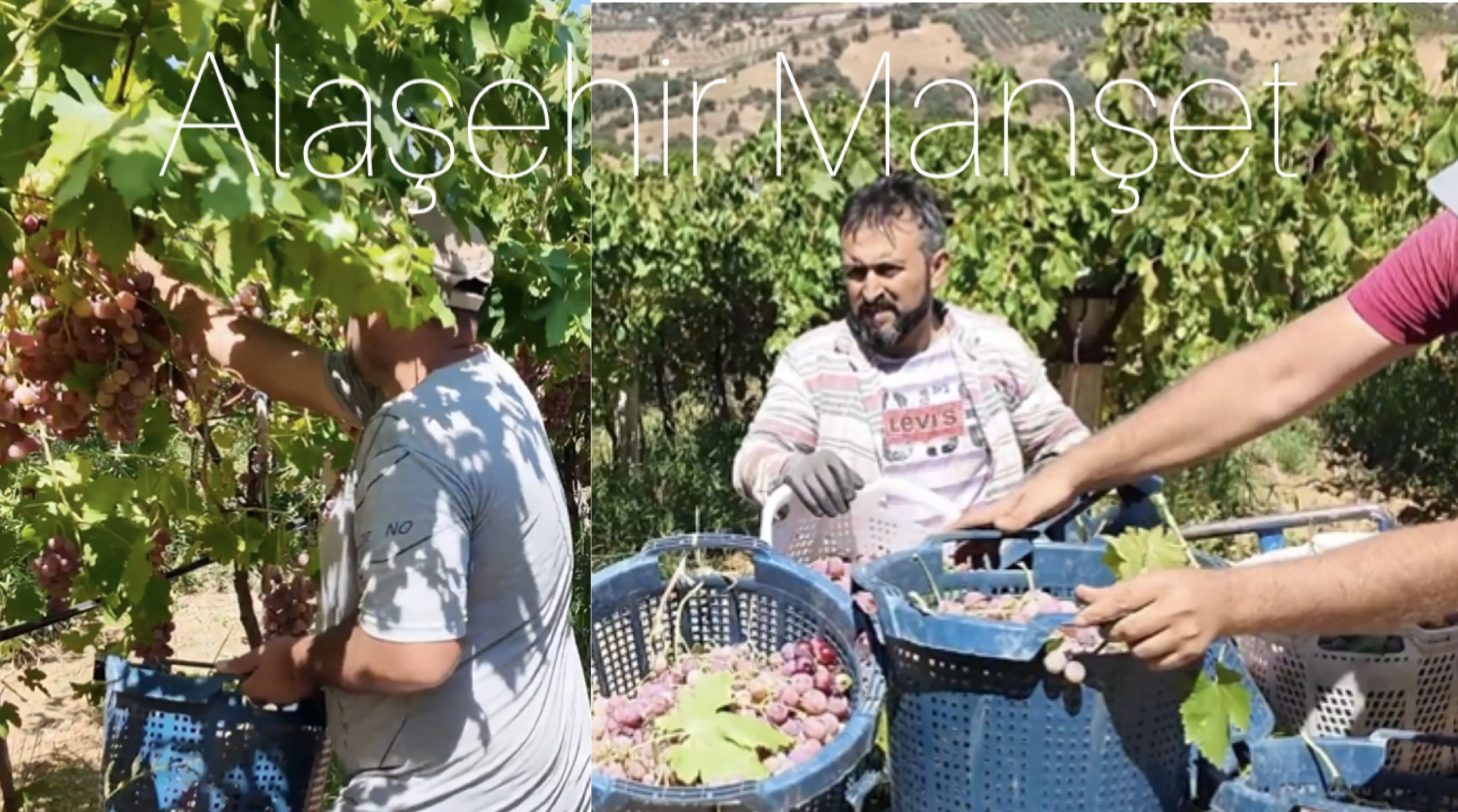 Üzüm yasaklı madde 