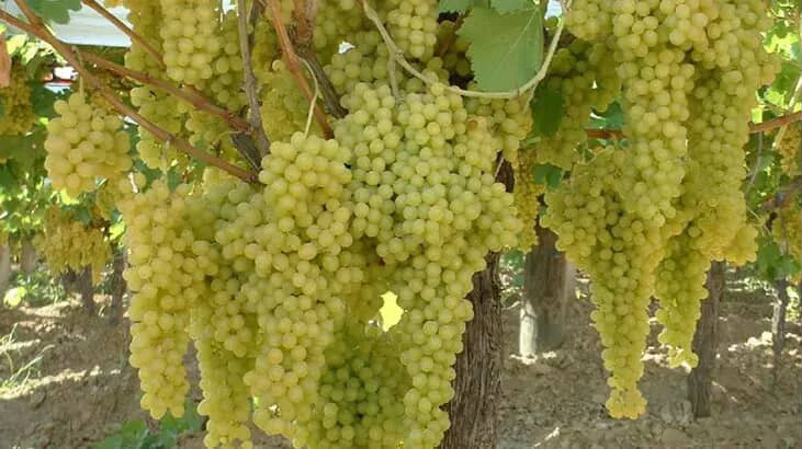 Alaşehir üzüm dolandırıcı 