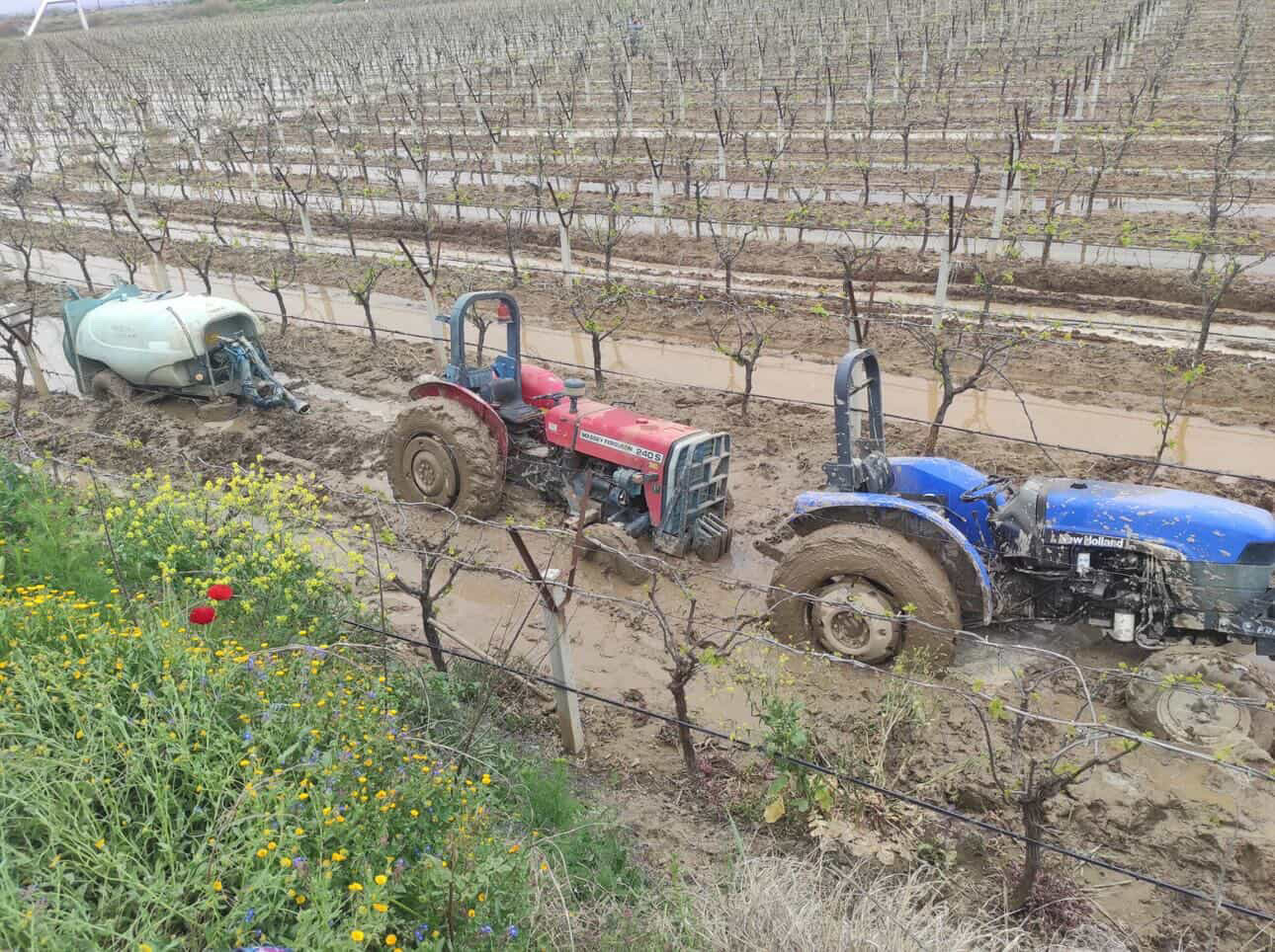 Alaşehir üzüm bağı