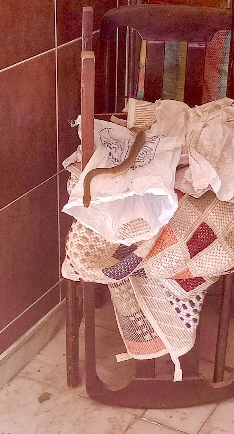 Apartman yılan 
