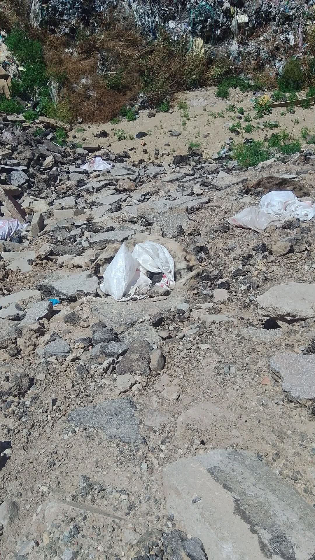 Alaşehir köpek 