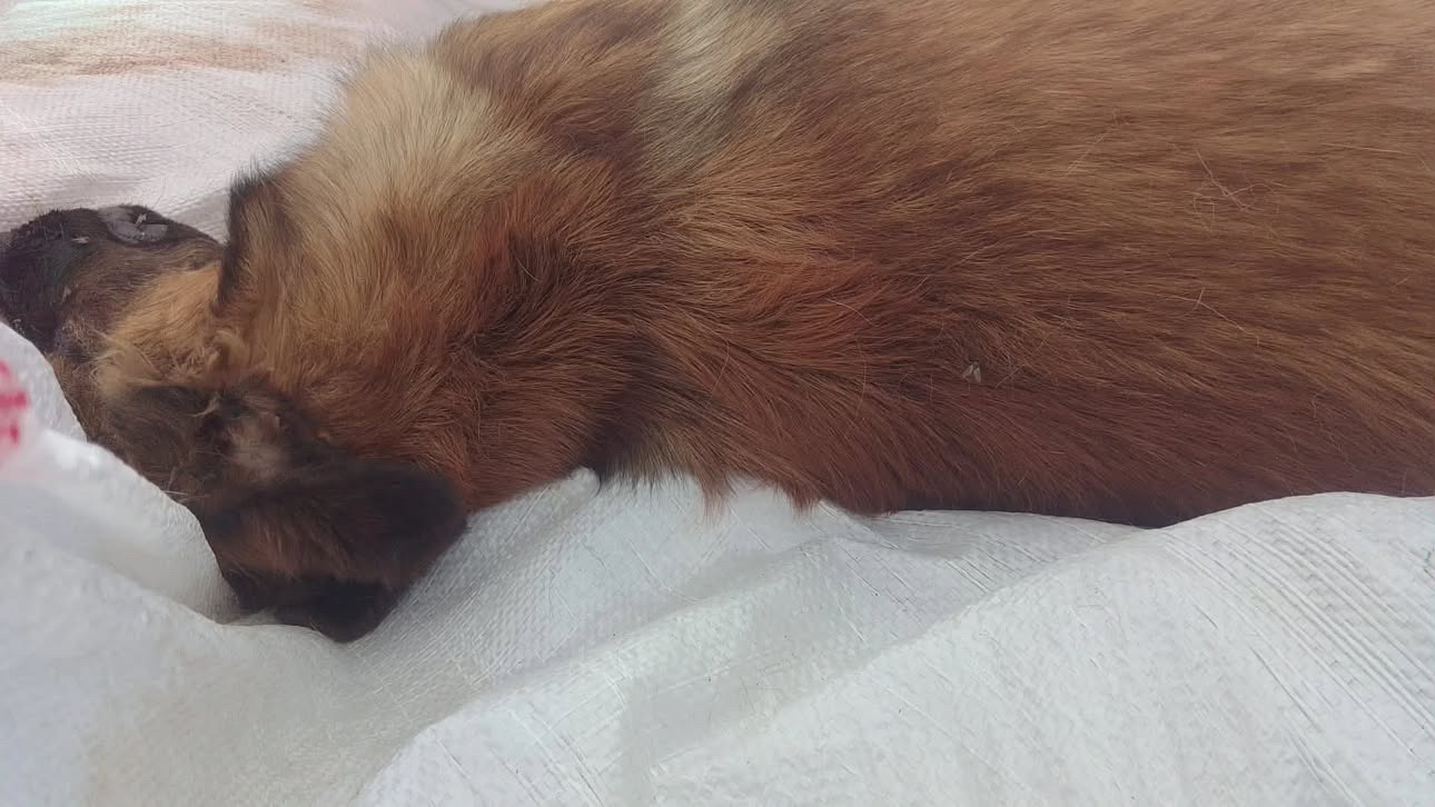 Alaşehir köpek katliamı 
