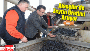 Alaşehir'de üzüme alternatif zeytin üretimi hızla artıyor