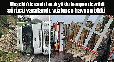 Alaşehir’de canlı tavuk yüklü kamyon devrildi; sürücü yaralandı, yüzlerce hayvan öldü