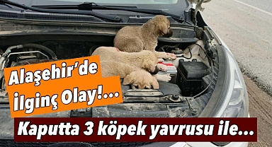 Alaşehir’de Şaşkınlık Yaratan Olay: Kaputta Üç Köpek Yavrusu