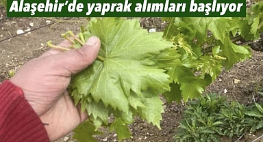 Alaşehir'de Taze Asma Yaprağı Alımları Başlıyor 