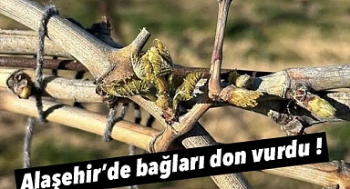 Alaşehir’de Üzüm Bağlarını Soğuk Vurdu 