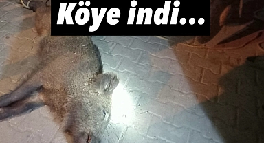 Alaşehir’de yiyecek arayan domuz sürüsü köye indi