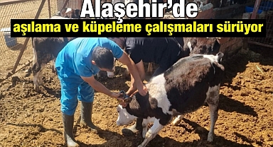 Alaşehir’de aşılama ve küpeleme çalışmaları sürüyor