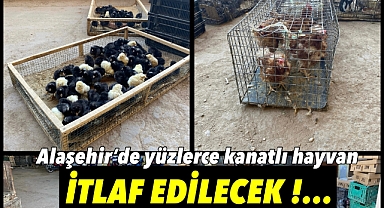 Alaşehir'de Yüzlerce Kanatlı Hayvan İtlaf Edilecek