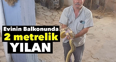 Alaşehir'de bir evin balkonunda iki metrelik dev yılan görüldü