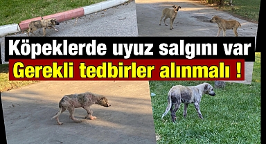 Alaşehir'deki Köpeklerde Uyuz Salgını Tehlike Saçıyor: Yetkililer Göreve Çağrılıyor!