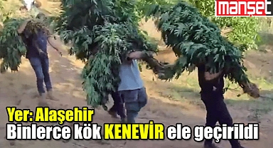Alaşehir'de Büyük Uyuşturucu Operasyonu: 2.903 Kök Kenevir ve 8.820 Gram Esrar Ele Geçirildi