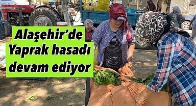 Alaşehir'de Kadınların Ek Gelir Kapısı: Asma Yaprağı Hasadı Devam Ediyor