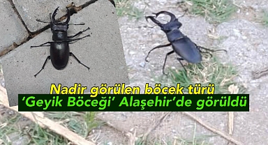 Alaşehir'de Nadir böcek türlerinden geyik böceği görüldü