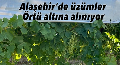 Alaşehir’de Üzüm Bağları Örtü Altına Alınıyor 