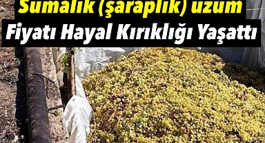 Şaraplık Üzüm Alımları Başladı: Fiyatlar Hayal Kırıklığı Yaşattı 