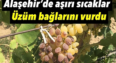 Alaşehir'de Sıcak Hava Sultani Üzüm Bağlarını Vurdu