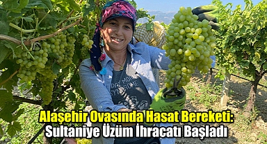 Alaşehir Ovasında Hasat Bereketi: Sultaniye Üzüm İhracatı Başladı