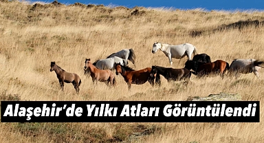 Alaşehir Dağlarında Yılkı Atları Görüntülendi
