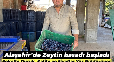 Alaşehir'de Sofralık Zeytin Hasadı Başladı: Rekolte Düşük, Kalite ve Fiyatlar Yüz Güldürüyor