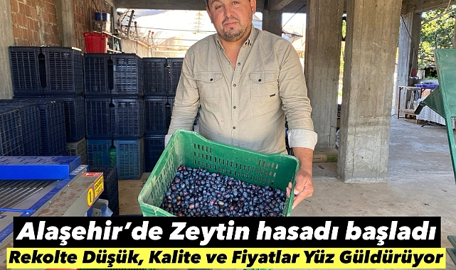 Alaşehir'de Sofralık Zeytin Hasadı Başladı: Rekolte Düşük, Kalite ve Fiyatlar Yüz Güldürüyor