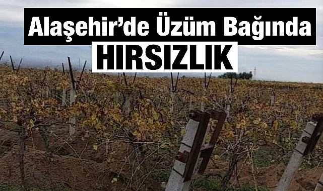 Alaşehir'de Üzüm Bağından V Demirleri Çalındı