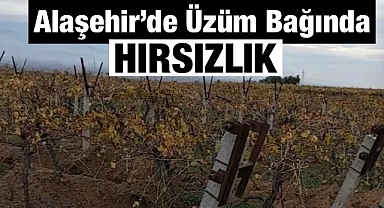 Alaşehir'de Üzüm Bağından V Demirleri Çalındı