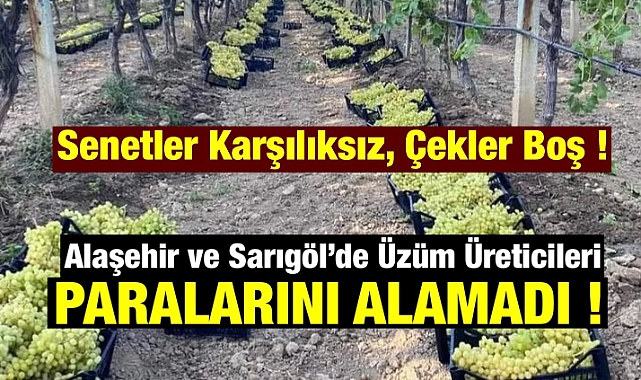 Üzüm Hasadı Bitti, Paralar Gelmedi: Firmalara Teslim Edilen Üzümlerin Parası Ödenmiyor! 
