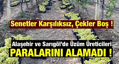 Üzüm Hasadı Bitti, Paralar Gelmedi: Firmalara Teslim Edilen Üzümlerin Parası Ödenmiyor! 