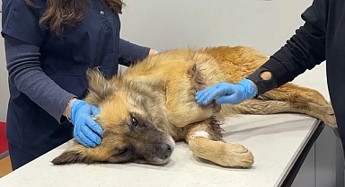 Alaşehir Çayı Taştı, Mahsur Kalan Köpekler 8 Saatlik Operasyonla Kurtarıldı