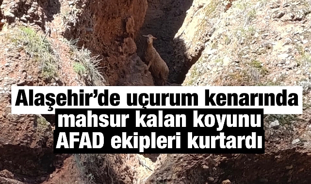 Alaşehir'de Uçurum Kenarında Mahsur Kalan Koyun AFAD Ekipleri Tarafından Kurtarıldı