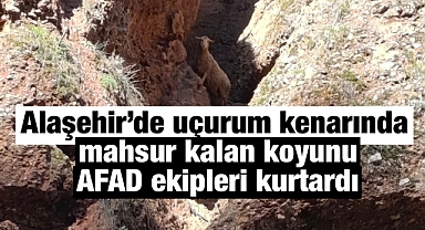 Alaşehir'de Uçurum Kenarında Mahsur Kalan Koyun AFAD Ekipleri Tarafından Kurtarıldı