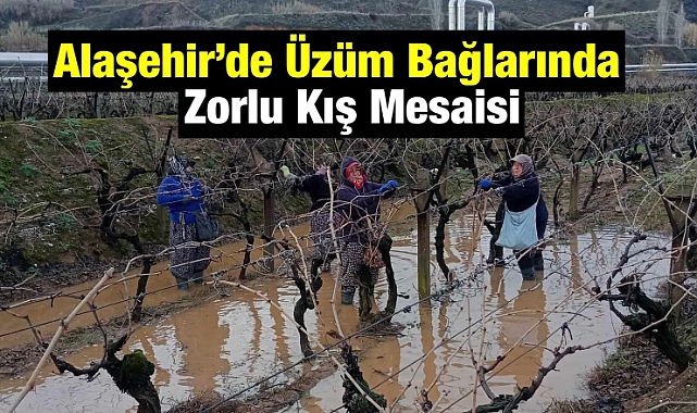 Alaşehir’de yeni sezon hazırlıkları 'Bağlama' ile devam ediyor