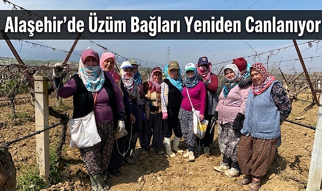 Yağışlı Kışın Ardından Bağlarda Yoğun Mesai Başladı