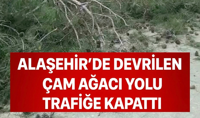 Alaşehir'de devrilen çam ağacı yolu trafiğe kapattı