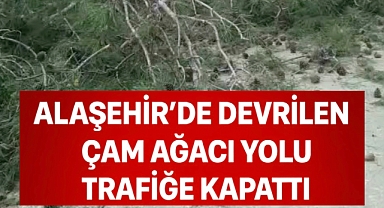 Alaşehir'de devrilen çam ağacı yolu trafiğe kapattı