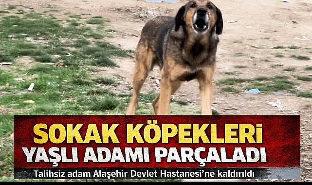 Başıboş Köpekler Dehşet Saçtı: Yaşlı Adam Hastanelik Oldu