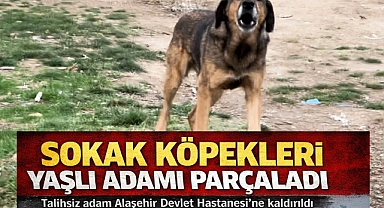 Başıboş Köpekler Dehşet Saçtı: Yaşlı Adam Hastanelik Oldu