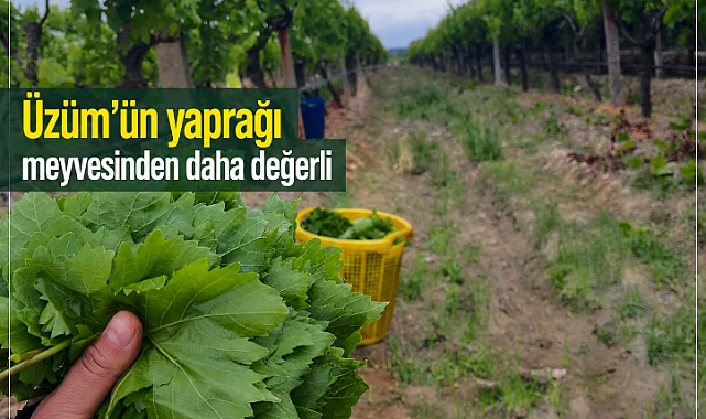 Üzümün Kendisi 90 TL, Yaprağı 120 TL