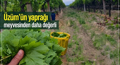 Üzümün Kendisi 90 TL, Yaprağı 120 TL