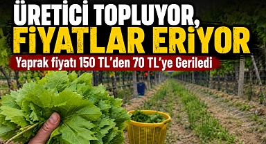 Yaprak Fiyatlarındaki Sert Düşüş Üreticiyi Zor Durumda Bıraktı