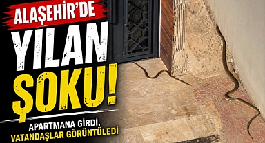 Alaşehir'de Şaşkına Çeviren Olay: 2 Metrelik Yılan Apartmana Girdi