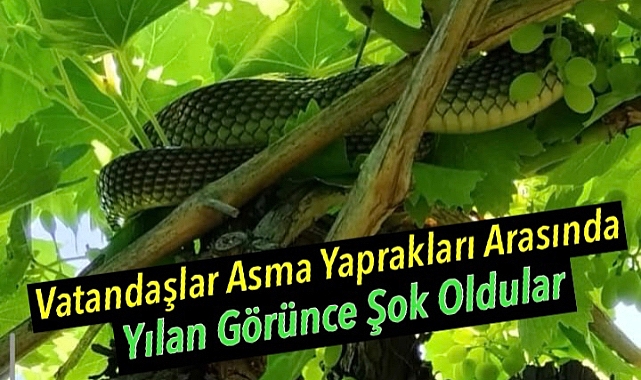 Alaşehir'de Üzüm Bağında Yılan Paniği