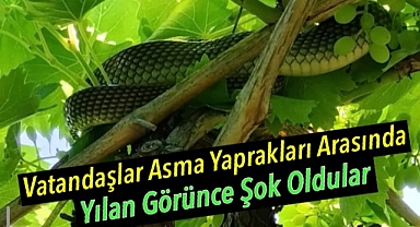 Alaşehir'de Üzüm Bağında Yılan Paniği