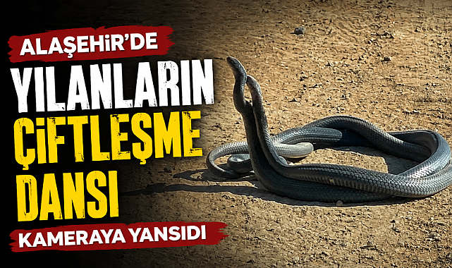 Alaşehir’de Yılanların Dansı Kameraya Yansıdı